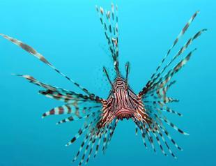 Red Sea fish invade Antalya Gulf