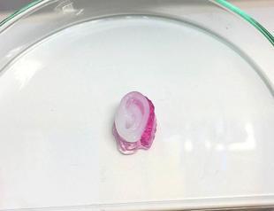 Turkish firm produces 3D bioprinters for world universities