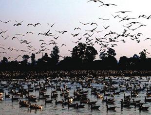 Pakistan: Migratory birds find new destination