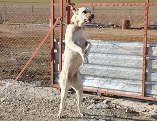 Şanlıurfa’s Kurtboğan dogs rival Sivas’ Kangal