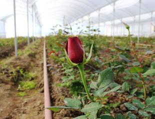 Valentine’s blossoms worth $475M sold in Turkey yearly