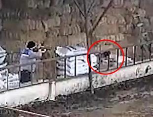 Stray dog shot by municipality worker is fine: Mayor