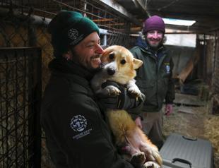 Rescue of 200 dogs destined for slaughterhouse begins in South Korea