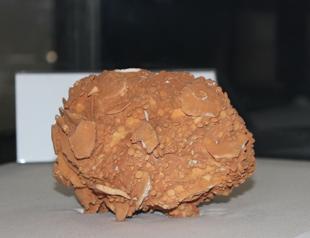 65-million-year-old giant snail presented in new exhibition in Turkey’s east