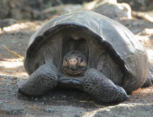 Giant tortoise thought extinct is found on Galapagos