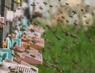 Bee with superior attributes registered