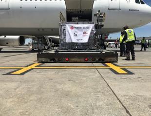 Turkish Airlines moves circus lions to natural habitat