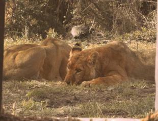 Turkish Airlines returns 4 former circus lions to nature