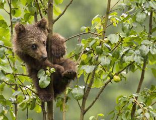Thousands of wild animals back to life