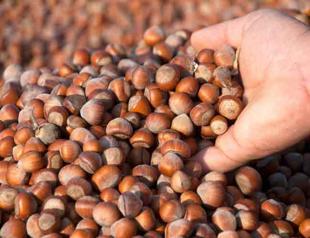 Turkey earns $954 million in hazelnut exports in 6 months