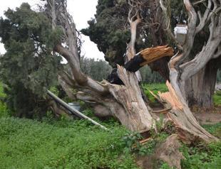700-year-old tree set on fire by unidentified perpetrators