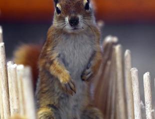 Rescued squirrels turn two years old