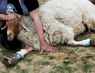 Disabled animals given new lease of life at Israeli sanctuary