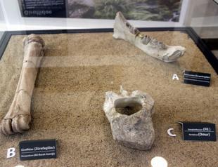 Kayseri’s unique fossils on display for visitors