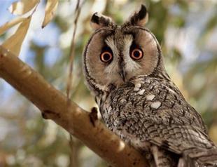 Short-eared owl spotted in Tunceli