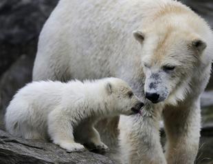 Bear cub presented to press