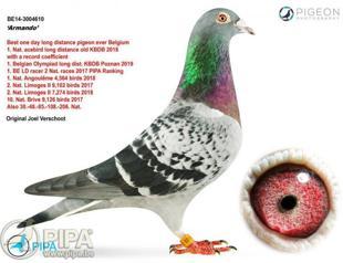 Belgian pigeon flies high in record 1.25 million euros auction