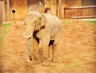 Gaziantep zoo’s singles looking for partners