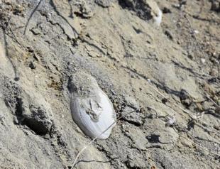 11 million-year-old fossils found in eastern Turkey