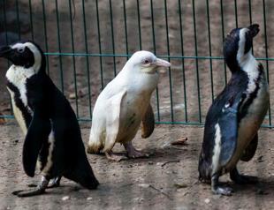 Rare albino penguin makes debut at Polish zoo