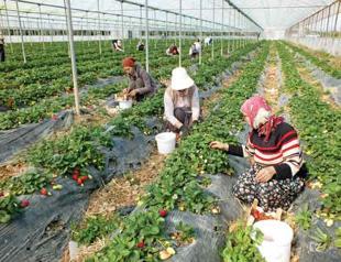 Turkish government plans global umbrella brand for high-end goods