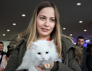 Van cat beauty contest