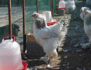 Turkeys chicken meat production down in June