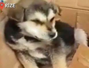 Passerby saving choking puppy in Turkey hailed as hero on social media