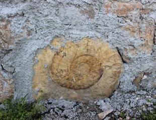 Huge snail fossil removed from house wall in Adıyaman
