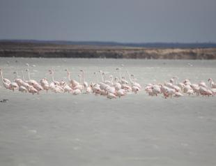 Flamingos flock to Seyfe Lake