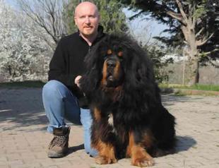 Tibetan mastiffs popular in Turkey