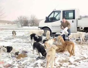 Gov’t should collect tax for stray animal expenses: Veterinary surgeons’ chamber