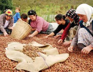 Turkey’s hazelnut export revenues hit $1 billion