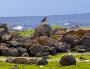 Turkeys Diyarbakır hosts hundreds of migratory hawks