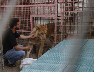 More than 40 zoo animals evacuated from Gaza Strip