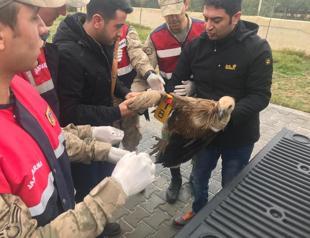 Turkey returns griffon vulture to Serbian home