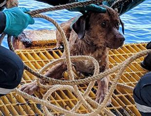 Dog pulled from seas off Thai coast to be adopted by rescuer