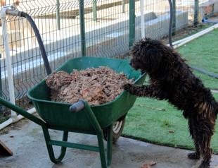 Shelter animals get liver feast