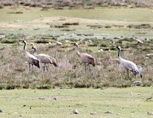 Cranes migrating ‘feel safe’ amid Anatolian reed