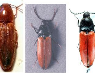 New insect species discovered in Balıkesir