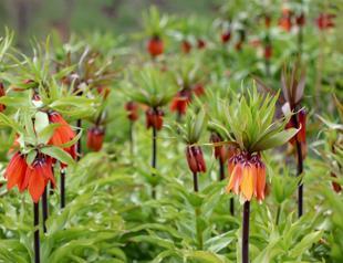 Inverted tulips a visual feast in Van