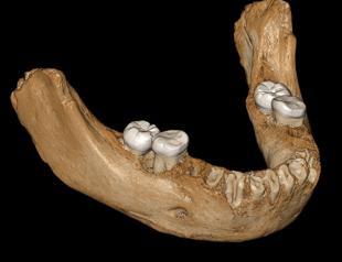 Chinese fossil sheds light on mysterious Neanderthal kin