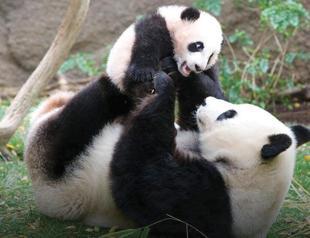 Species conservation: Some success, many failures