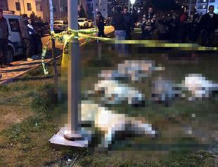 Jail terms sought for suspects in mass poisoning of dogs