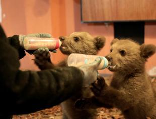 Bear cubs Bradley and Cooper train for the wild
