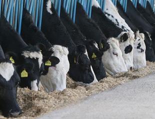 Number of animals in Turkey surpasses 68 mln in June