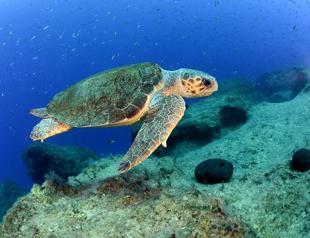 Festival delayed to protect sea turtles in Mersin