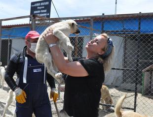 Veterinarians urge establishment of animal shelters