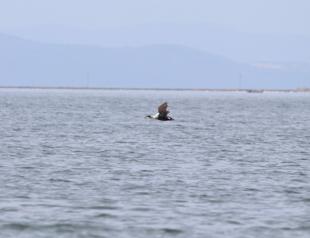 New species found in Gediz Delta