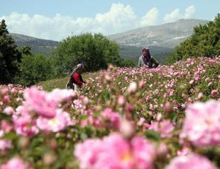 Harvest 15 days late in Land of Roses